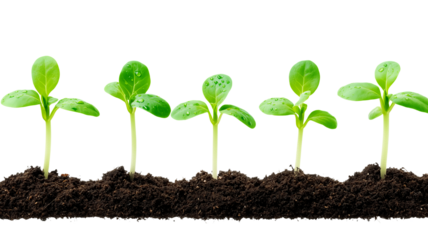 Earth day celebration growing green plants on a transparent background