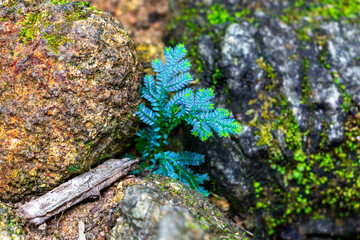 Sai Rung Waterfall and tropical jungle plant Khao Lak Thailand.