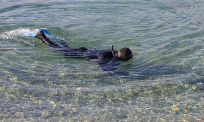 Obraz premium Diver in Clear Water, Snorkeling in the Sea, Freediver in Wetsuit, Exploring the Crystal Sea, Underwater Adventure, sea ​​fishing, sea ​​hunting
