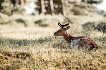 fallow deer in nature reserve in The Netherlands relax 