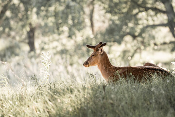 fallow deer in nature reserve in The Netherlands relax 