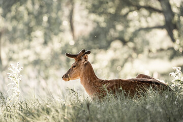 fallow deer in nature reserve in The Netherlands relax 