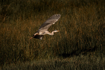 heron bird landing wings pretty nature