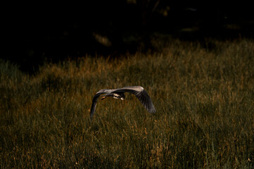 heron bird landing wings pretty nature