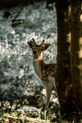 fallow deer in nature reserve in The Netherlands relax 