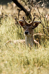 fallow deer in nature reserve in The Netherlands relax 