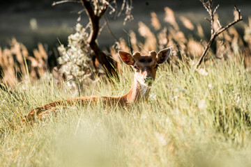 fallow deer in nature reserve in The Netherlands relax 