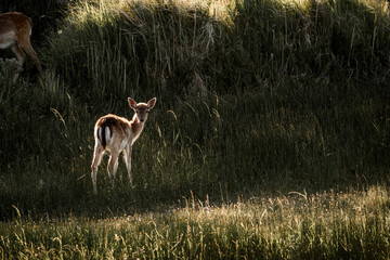 fallow deer in nature reserve in The Netherlands relax 