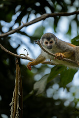 squirrel monkey on tree