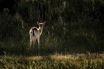 Fototapeta premium fallow deer in nature reserve in The Netherlands relax 