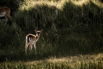 fallow deer in nature reserve in The Netherlands relax 