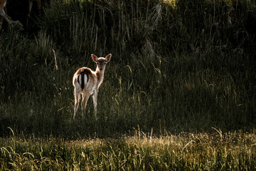 fallow deer in nature reserve in The Netherlands relax 