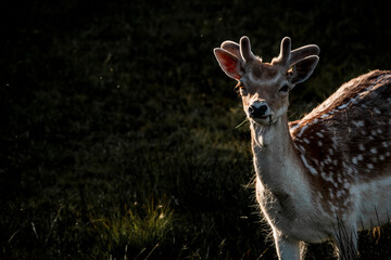 fallow deer in nature reserve in The Netherlands relax 