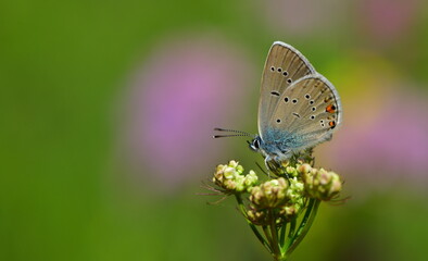 Polyommatus Bellis 1083
