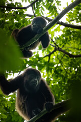 howler monkeys chilling in the trees