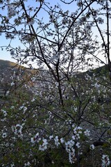 .Almond tree blooming. High quality photo