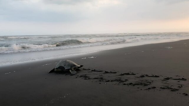 Sea turtle returning to the ocean at sunset