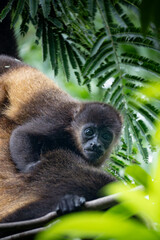 Obraz premium baby howler monkey on tree