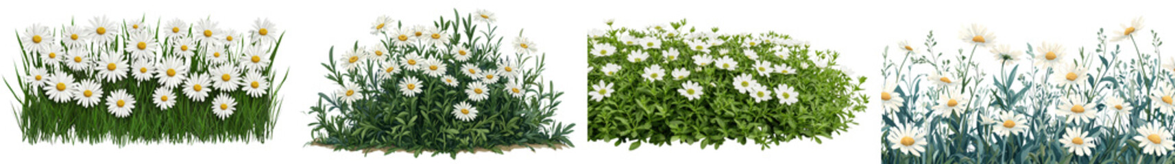 Beautiful white daisies in full bloom across a lush verdant meadow under a bright sunny sky  Tranquil and serene natural landscape with delicate floral patterns and vibrant greenery