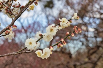 梅の花