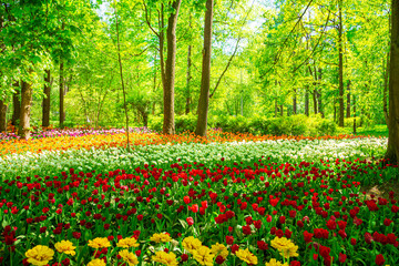 Multicolored tulips are blooming in the park. Annual Tulip Festival in St. Petersburg.