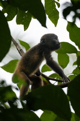 baby howler monkey climbing up a tree