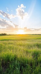 Fototapeta premium Sunset over golden field, peaceful nature