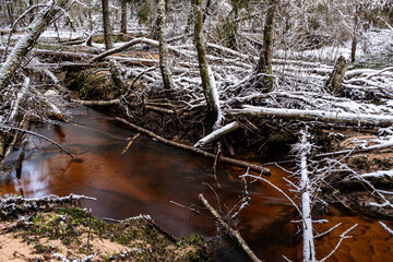 winter landscape with forest, magical snow-covered trees, small, wild river with many bends, many fallen trees over the river