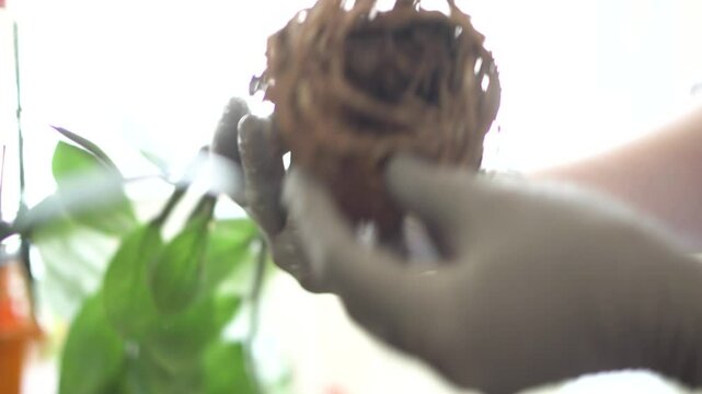 The girl gardener throws soil into the pot of a home plant, the concept of caring for indoor plants, garden tools a shovel throws soil a young hostess girl transplants flowerpots works with soil