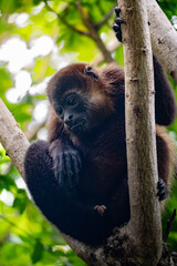 close up howler monkey sitting on a branch