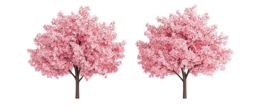 Two vibrant pink trees with lush blossoms, showcasing a stunning display of floral beauty and natural elegance. isolated on white background.
