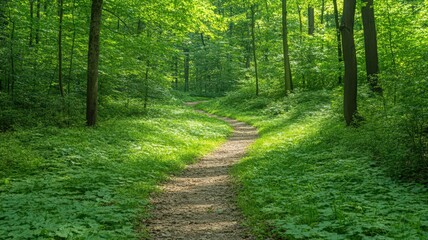 Fototapeta premium Sunlit Forest Path: Lush Green Foliage and Winding Trail