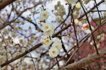 梅の花