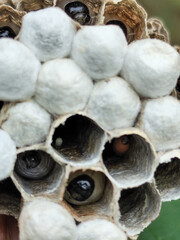 Wasp nests contain wasp larvae in the process of becoming wasps.