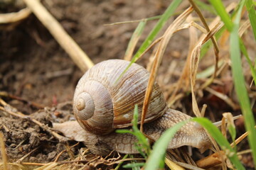 Grape snail brown in grass close-up