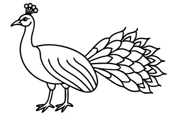 Minimalist Peacock Line Art