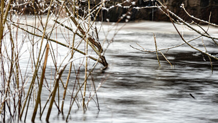 winter landscape with rapid river flow, blurred water surface, blurred movement, rapid stream of wild river, Salaca near Staicele, Latvia