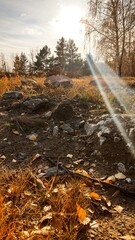 Obraz premium autumn in the forest