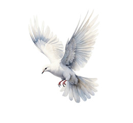 Naklejka premium dove png