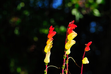 Mina lobata (Spanish flag vine) flowering stems