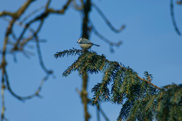 Eurasian blue tit (Cyanistes caeruleus) sitting in a tree in Zurich, Switzerland