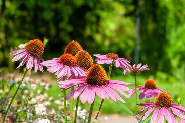 Close-up of pink echinacea coneflowers