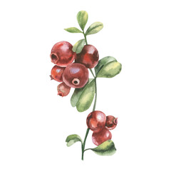 Cranberries branch with green leaves watercolor illustration. Hand drawn cowberry isolated clipart, forest red berry. Organic healthy food for diet menu, book, packing design