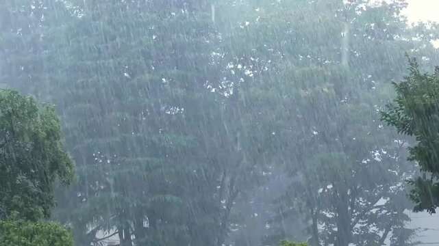 猛烈な風雨とケヤキの新緑