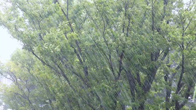 猛烈な風雨とケヤキの新緑