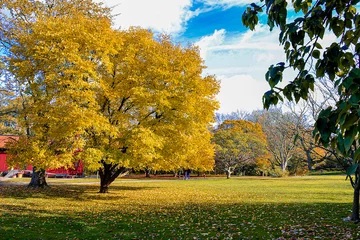 Fototapete autumn in the park © Manooch