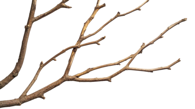 Branch with multiple twigs against a white background highlighting its natural textures and shapes