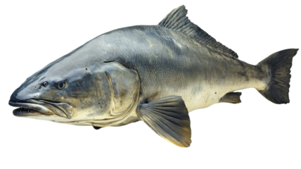 Large fish swimming in clear water with a sleek body and prominent fins showcasing aquatic life in a serene environment