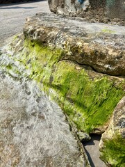 algae / moss / lichen / thallophytic plant by the beach