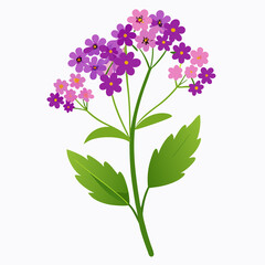 Obraz premium tiny verbena florets